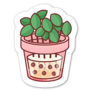 Boba plant